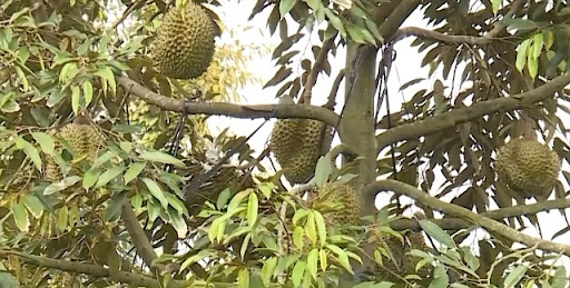 Truyền thông hỗ trợ tiêu thụ bơ, sầu riêng cho bà con nông dân trên địa bàn tỉnh Đắk Lắk